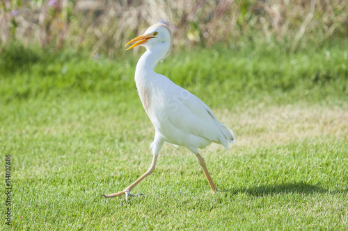 Cattle egret walking in a rural garden