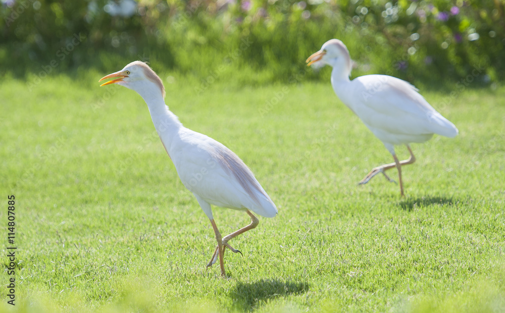 Fototapeta premium Pair of cattle egret walking in a rural garden