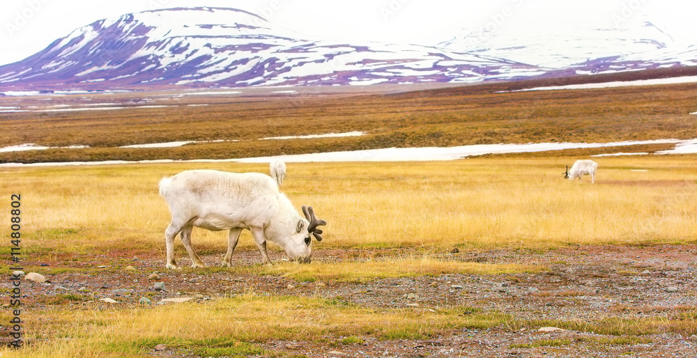 Obraz premium Reindeers in the arctic landscape of Svalbard