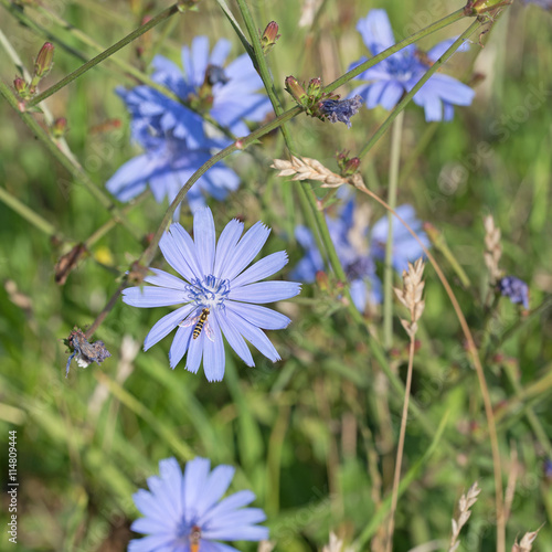 Gewöhnliche Wegwarte, Cichorium intybus photo