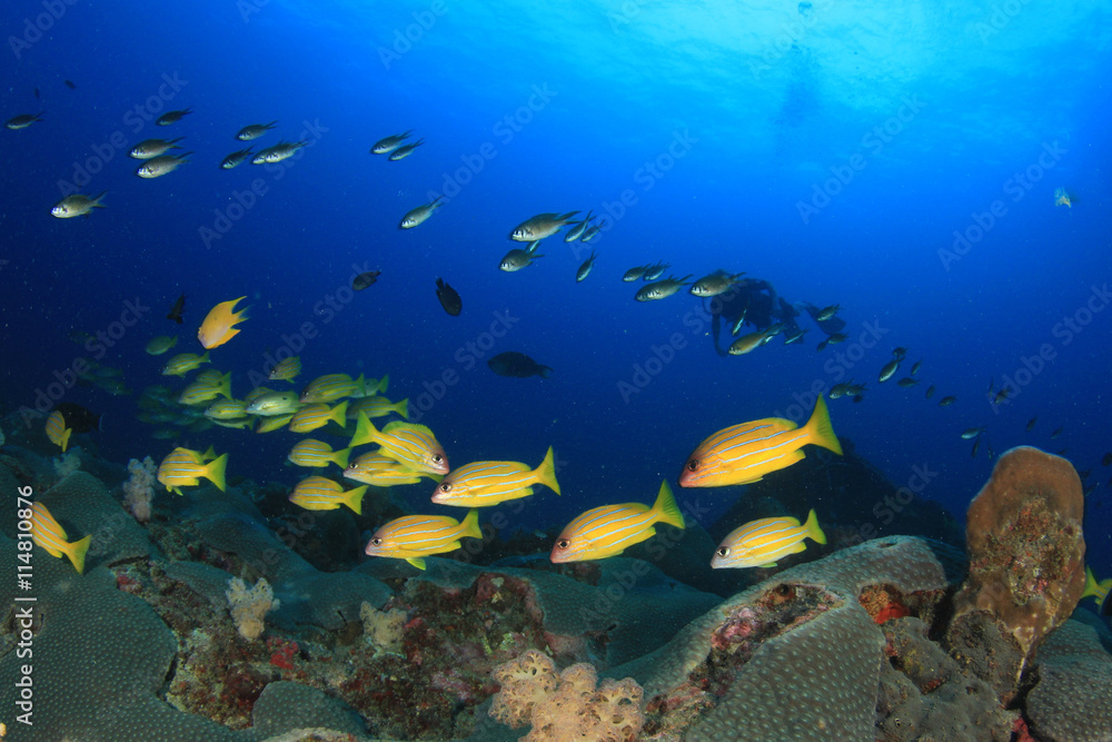 Coral reef, school of snappers fish and scuba diver