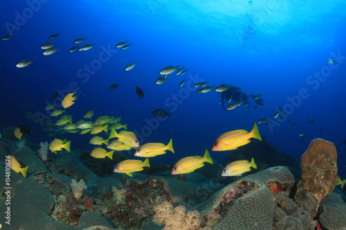 Coral reef, school of snappers fish and scuba diver © Richard Carey