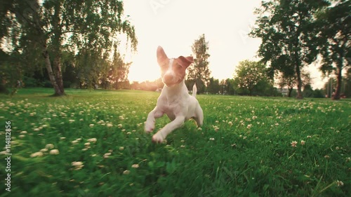 Jack Russell Terrier dog running carefree through the grass in the nature Park, slow motion photo