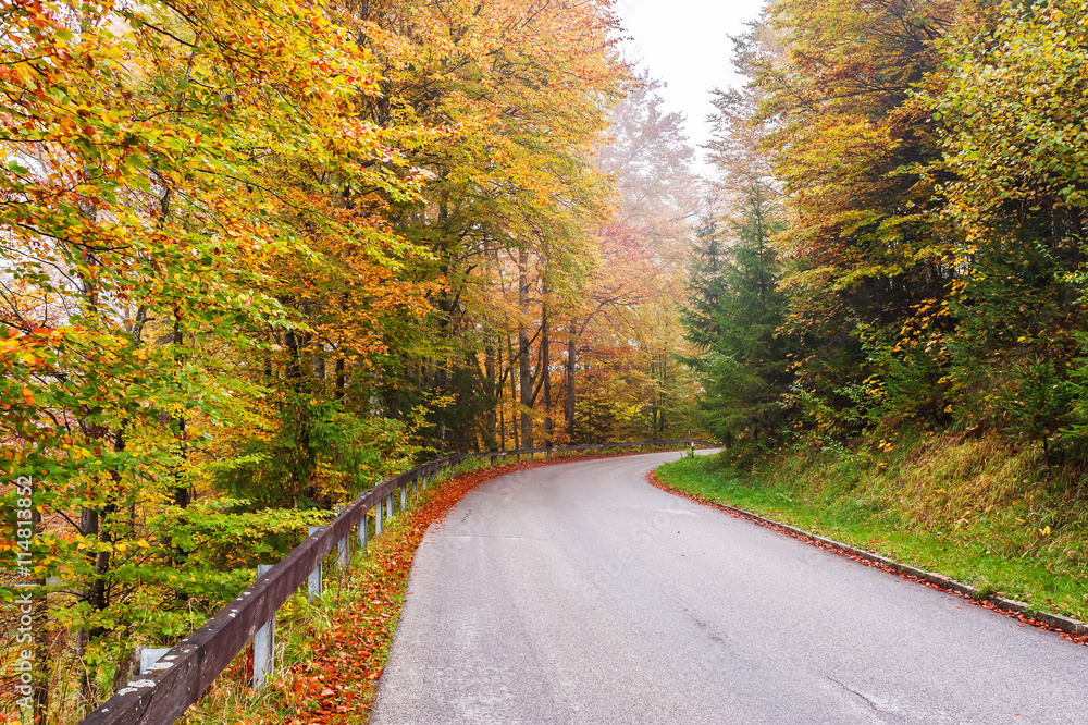Naklejka premium Road Through Autumn Forest