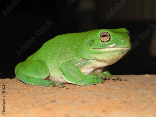 green frog at night