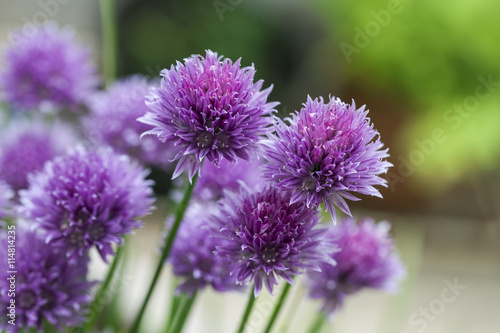 Chives (Allium schoenoprasum) in glorious pink flower.
