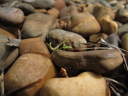 Praying mantis at the beach