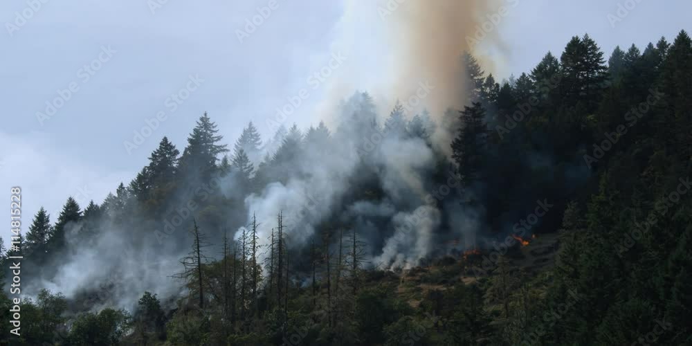 Smoke rising through timber on a rugged slope, firefighters moving near low flames Smoke rising through timber on a rugged slope, firefighters moving near low flames