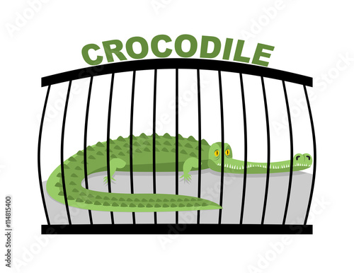 Crocodile in zoo. Large alligator in cage. Green aggressive pred