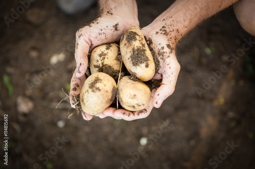 Cropped image of gardener holding dirty fresh potatoes at farm