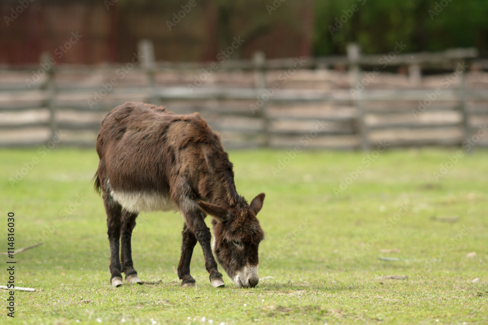 donkey donkey