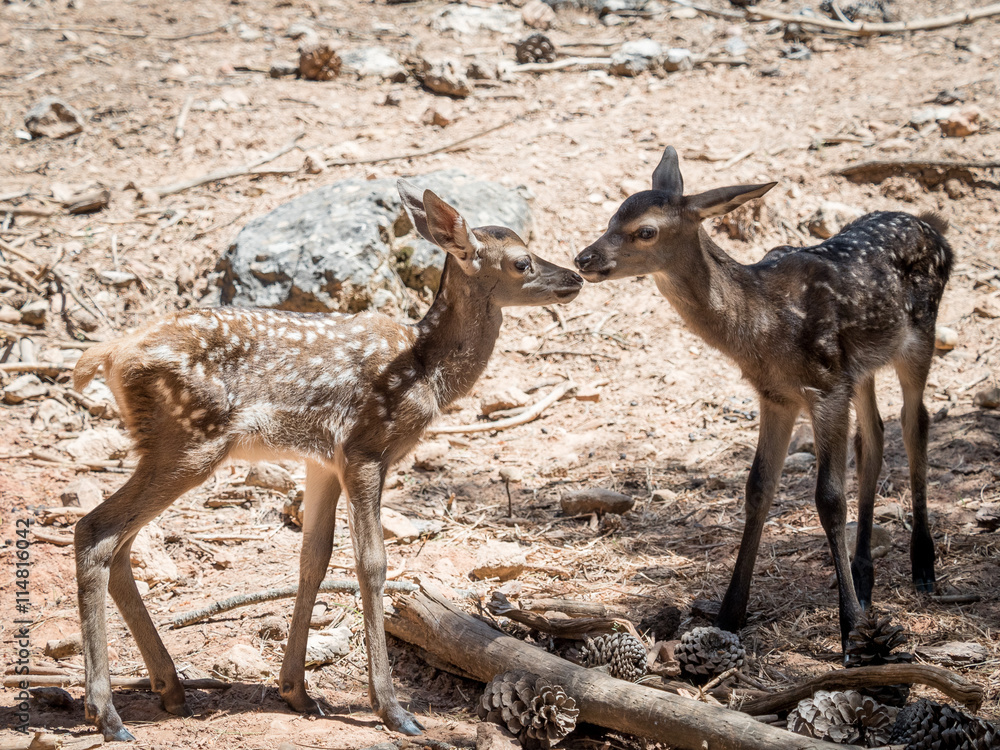 Two baby deers (Cervus elaphus) friends in summer in a dry fores Two baby deers (Cervus elaphus) friends in summer in a dry fores