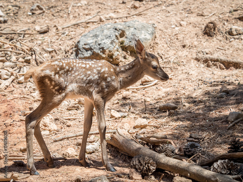 Baby deer  Cervus elaphus  in summer in a dry forest in a very h