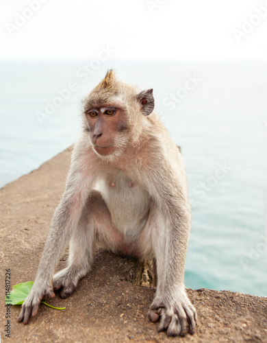 Funny monkey eating a banana © redchanka