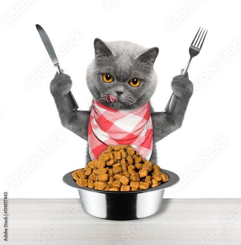 Fototapeta Naklejka Na Ścianę i Meble -  cat going to eat and hold knife and fork