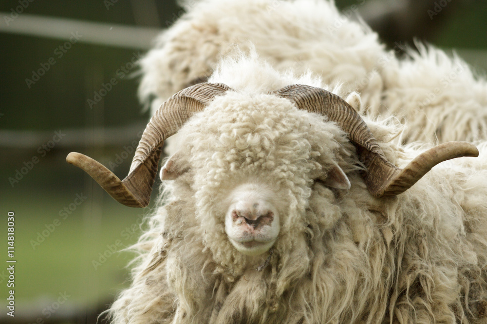 sheep sheep