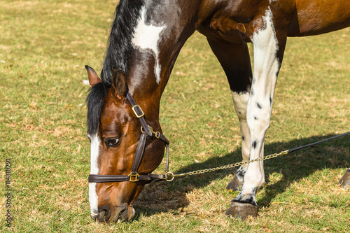Horse Head Field portrait closeup detail © ChrisVanLennepPhoto