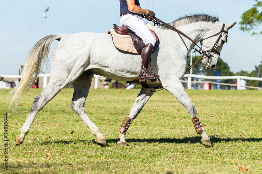 Rider Gray Stallion Horse unidentified equestrian show jumping. Rider Gray Stallion Horse unidentified equestrian show jumping.