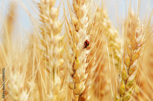 Ladybugs multiply in the ear of wheat