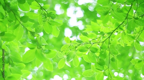 エコイメージ・風に揺れる木々・パン