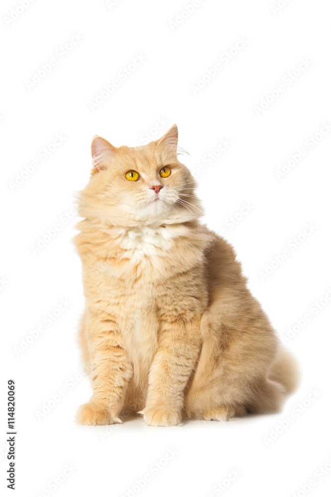 Obraz premium close-up portrait of a funny red cat