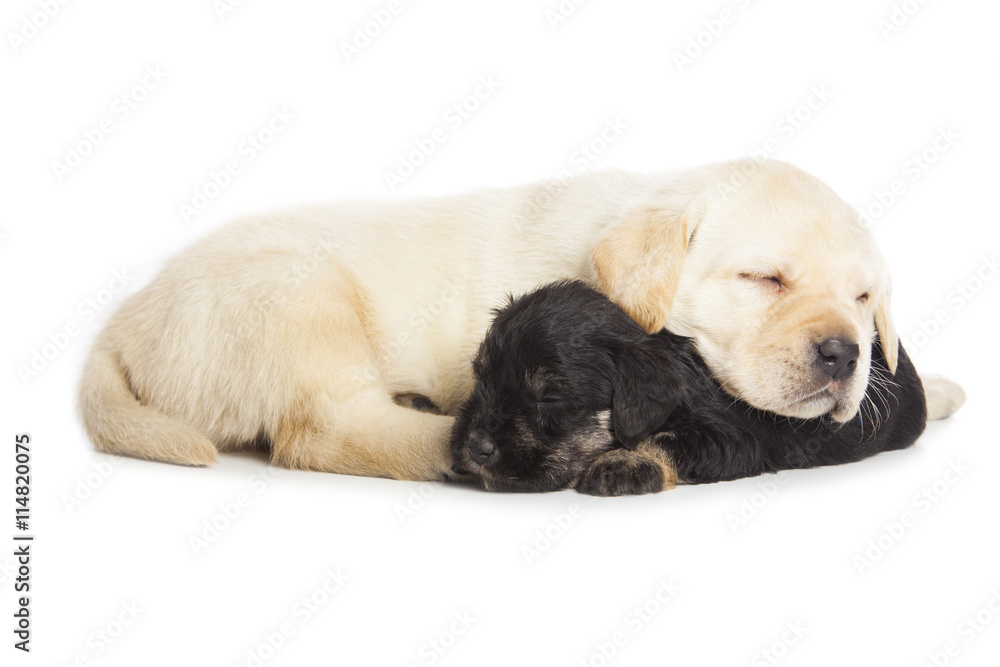 Labrador Retriever and Miniature Schnauzer black puppies Labrador Retriever and Miniature Schnauzer black puppies