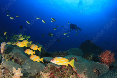 Coral reef, school of snappers fish and scuba diver © Richard Carey