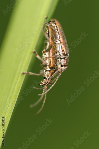 Common Reed Beetle, Donacia vulgaris