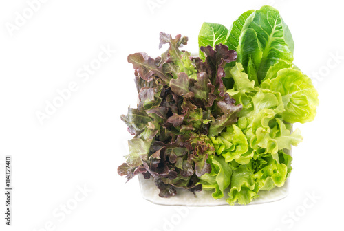 Red Oak and Green Oak salad on white bowl isolated