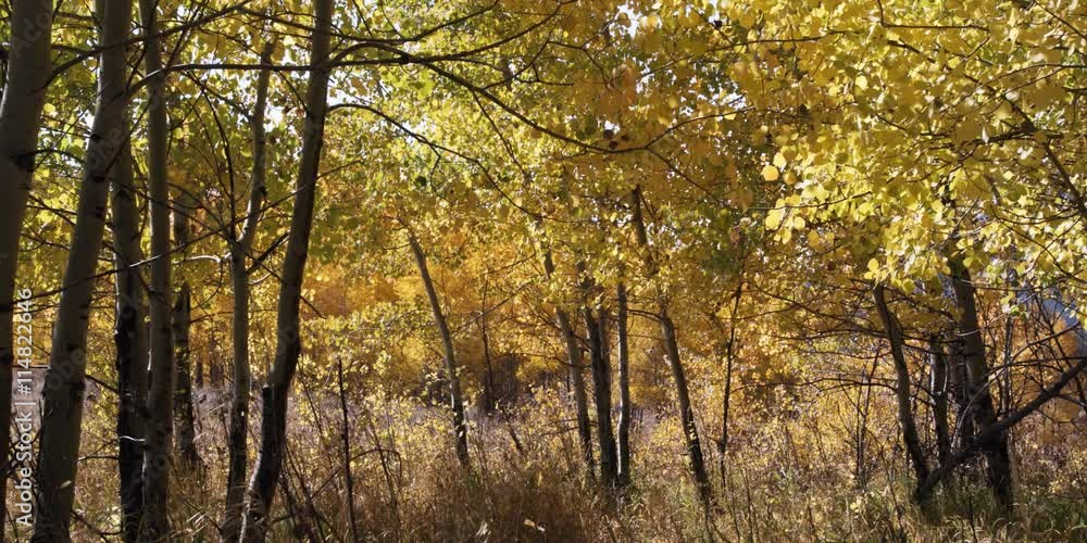 autumn aspen trees in Grand Teton National Park in Wyoming autumn aspen trees in Grand Teton National Park in Wyoming