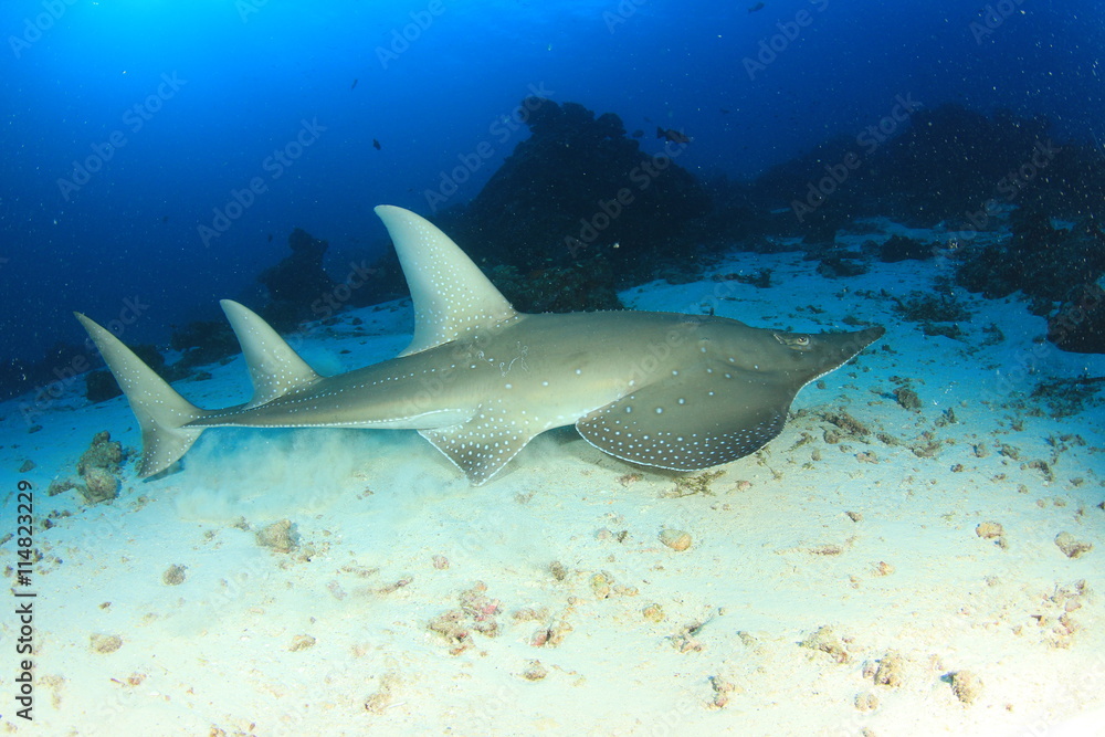 Fototapeta premium White-spotted Guitarfish (other names Shark Ray, Shovelnose Ray)
