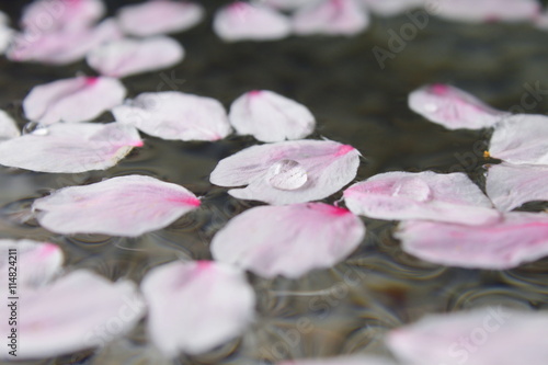 水面に浮かぶ桜の花びら Stock 写真 Adobe Stock 水面に浮かぶ桜の花びら Stock 写真 Adobe Stock
