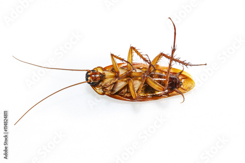 Isolated dead cockroach on white © mathisa