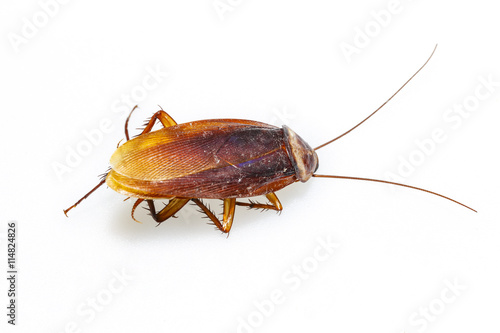Isolated dead cockroach on white