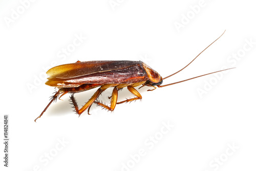 Isolated dead cockroach on white