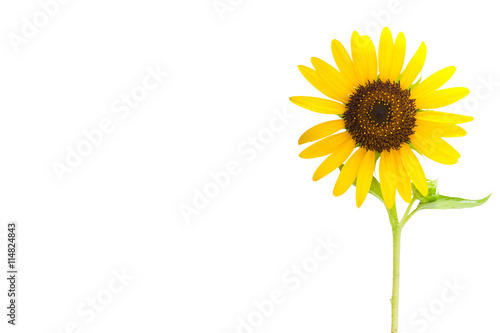 Fototapeta Naklejka Na Ścianę i Meble -  Sunflower (Helianthus) close up on white background with copy space isolate on white background with clipping path