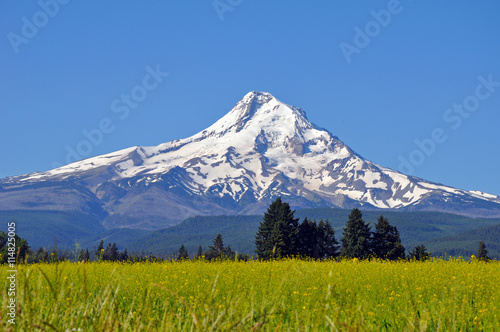 Mount Hood and blue sky with meadow in foreground. Oregon USA.