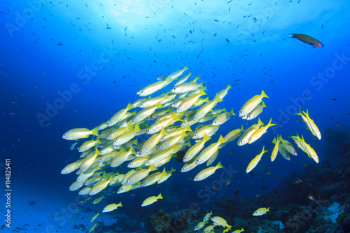 Tropical fish, coral reef, underwater sea ocean