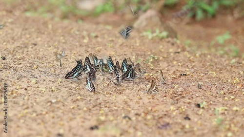 Group of butterfly suck eat mineral and nutrients on sand with Insect , Pang Sida National Park, Thailand photo