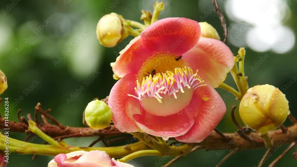 Cannonball flowers in park. HO CHI MINH, VIETNAM Cannonball flowers in park. HO CHI MINH, VIETNAM