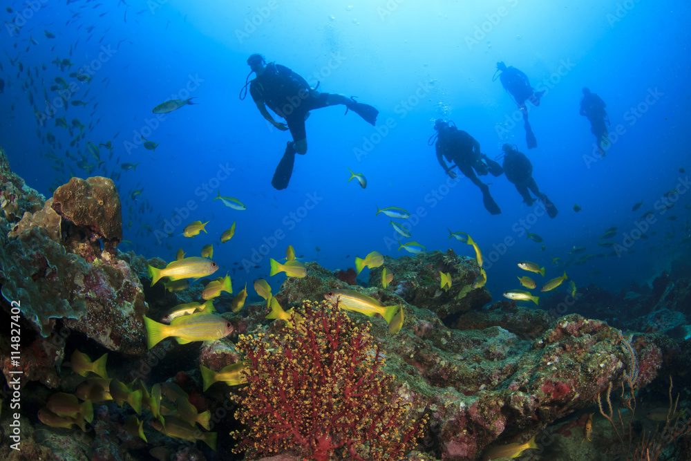 Obraz premium Scuba divers exploring coral reef