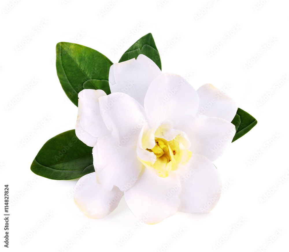 Naklejka premium Cape Jasmine flower isolated on white background