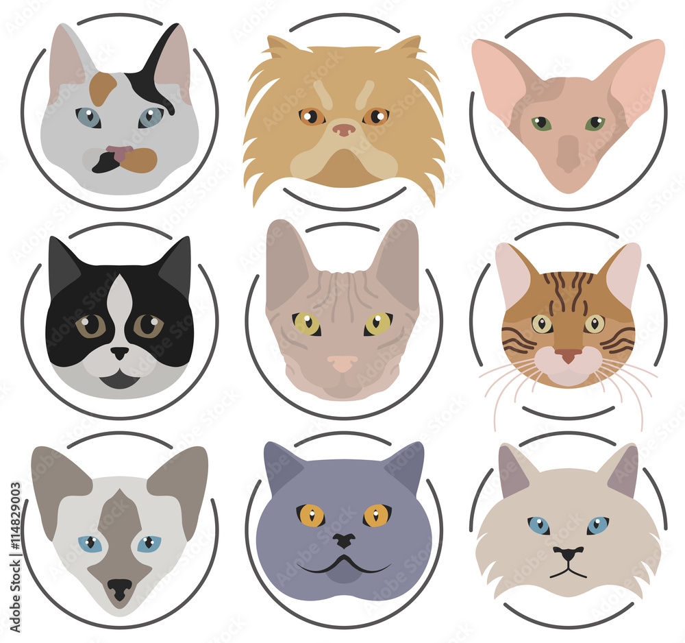 Cat breeds icon set flat style