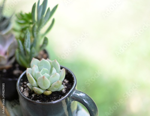 echeveria succulent rosette in ceramic mug with blurred bright yellow green background copyspace, tray of small succulent plants growing outdoors