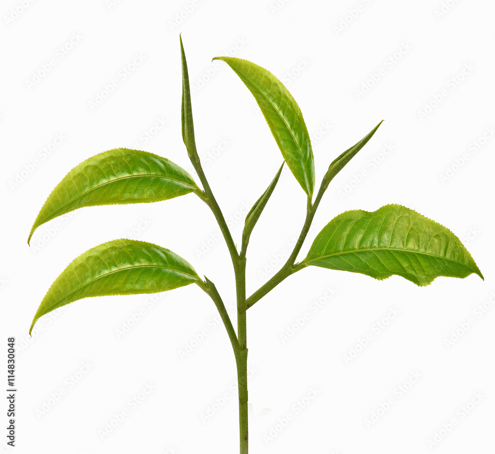 Green tea leaf on white background Green tea leaf on white background