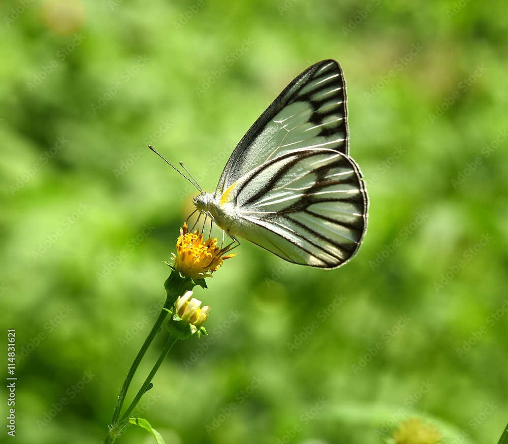 Butterfly White Black on flower in the garden Butterfly White Black on flower in the garden