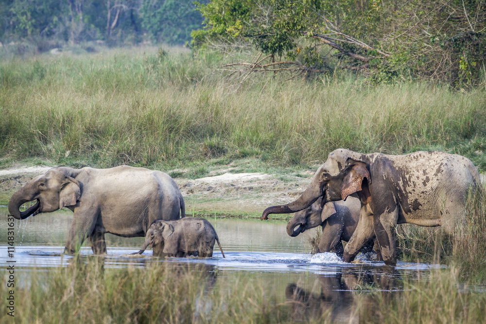 Fototapeta premium Asian Elephant in Bardia national park, Nepal