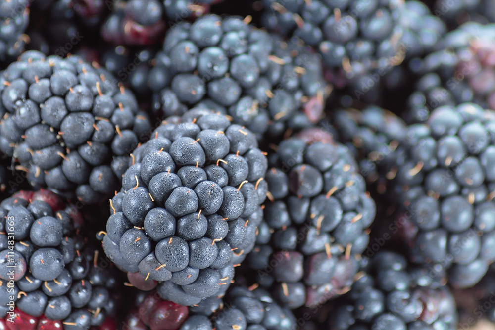 Fresh ripe blackberries close up Fresh ripe blackberries close up
