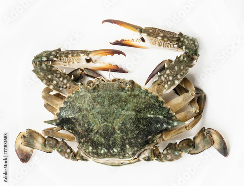 Blue crab isolated on white background 