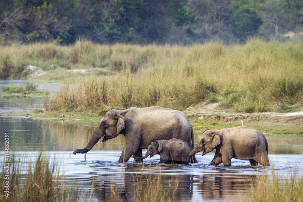 Obraz premium Asian Elephant in Bardia national park, Nepal